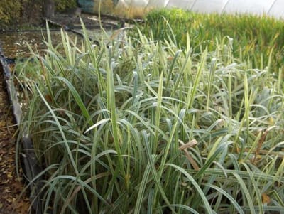 6 x Glyceria Maxima 'Variegata' - Liesgras pot 9x9cm - Levendig Moerasgras met Verbluffende Tinten
