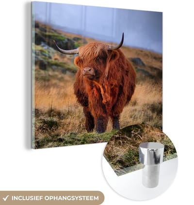 MuchoWow® Glasschilderij 50x50 cm - Schilderij acrylglas - Schotse Hooglander - Gras - Stenen - Foto op glas - Schilderijen