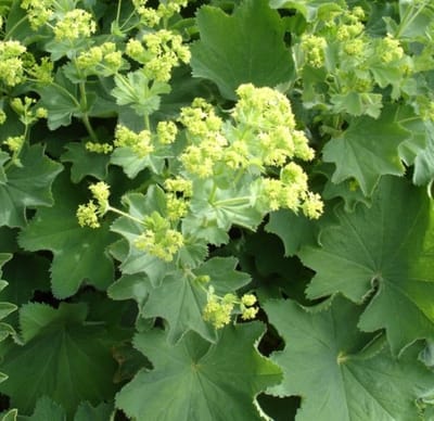Zachte vrouwenmantel (Alchemilla mollis) - Vrouwenmantel - Vaste planten - Bijen-Vlinders - Zomerbollen - Voorjaarsbollen