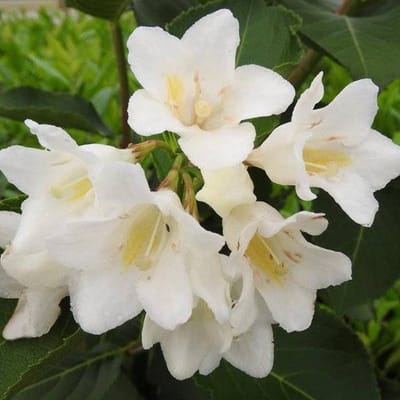 Weigela 'Candida' - Weigela 50-60 cm pot