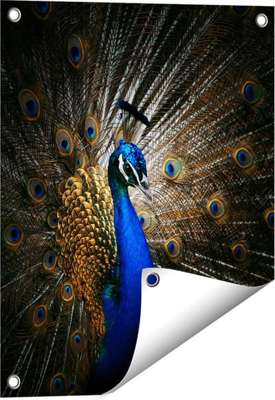 Gards Tuinposter Blauwe Pauw met Grote Veren - 40x50 cm - Tuindoek - Tuindecoratie - Wanddecoratie buiten - Tuinschilderij