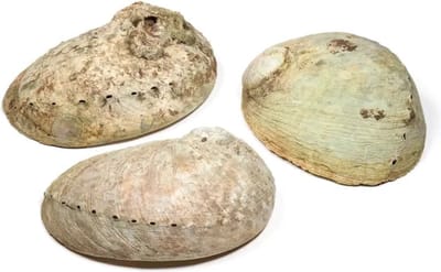 Abalone smudge schelp Haliotis diversicolor - Maat L - Smudge - Energetisch reinigen - Spiritueel - Cadeau - Rituele Ceremonie