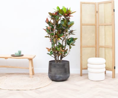 Codiaeum Petra - 100cm
