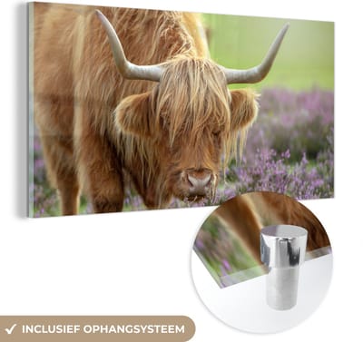 MuchoWow® Glasschilderij 40x20 cm - Schilderij acrylglas - Schotse Hooglander - Paars - Bloemen - Foto op glas - Schilderijen