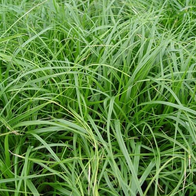 6x Carex oshimensis 'J.s. Greenwell' Pot 9x9cm - Prachtig siergras voor in de tuin