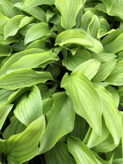 6 x Hosta 'Emeralds and Rubies' - Hartlelie - P9 Pot (9 x 9cm) - Dima Vaste Planten