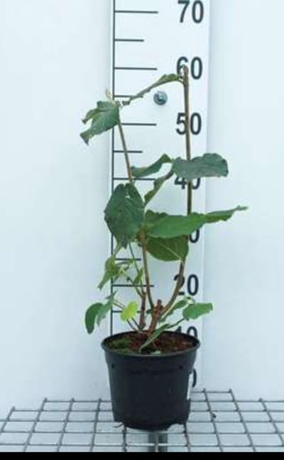 Viburnum lantana - Wollige Sneeuwbal 50- 60 cm in pot