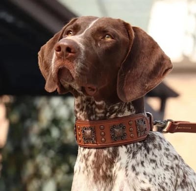 Hondenhalsband Bruin Leer met Metalen Decoratie | Leren Halsband voor Honden | Maat L | Petshop Seven