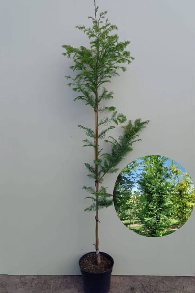Jonge Watercypres boom | Metasequoia glyptostroboides 'Sheridan Spire' | 100-150cm hoogte
