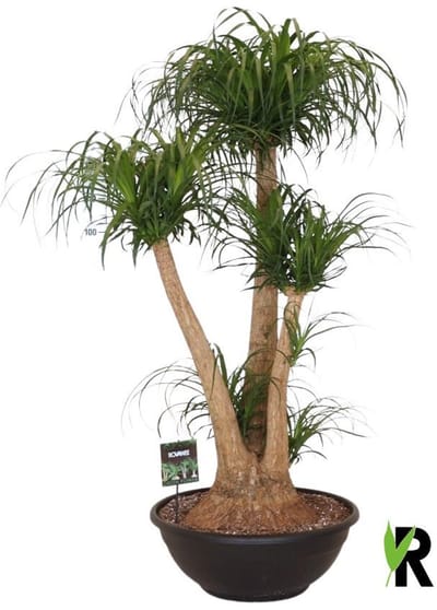 Beaucarnea Recurvata vertakt 160 cm – Kamerplant – Vers Van De Kweker – Olifantspoot – Potmaat Ø60 cm