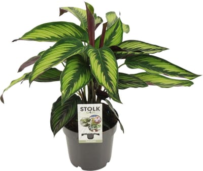Plantenboetiek.nl | Calathea Majestica Princeps - Ø14cm - 35-45cm hoog - Kamerplant - Groenblijvend