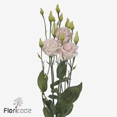 10x Eust.chaconne wedding pink du 70cm