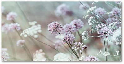 Tulup Glasschilderij - Foto Schilderij Op Glas Knoflookbloemen - 100 cm x 50 cm - Weiß Schilderij Glas - Schilderij Op Glas - Klassieke Glasafbeeldingen - Schilderij Glas - Glaspanelen voor de Keuken