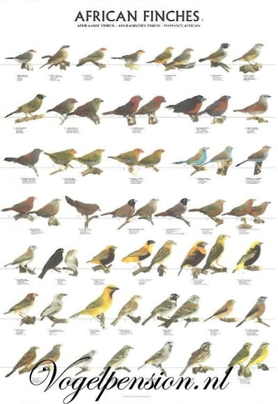 Vogelposter Afrikaanse Vinken deel 1 gelamineerd - Vogelposters - Benodigdheden - Vuurvink (Lagonosticta senegala) - Blauwfazantje (Uraeginthus bengalus)