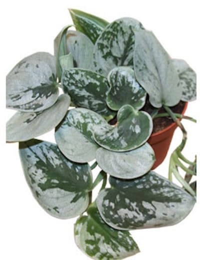 JUNAVERA Scindapsus pictus Silvery Ann terrariumplant | 8 cm pot | ca. 15 cm hoog bij levering
