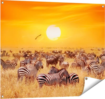 Gards Tuinposter Kudde Zebra's bij een Oranje Zonsondergang - 100x80 cm - Tuindoek - Tuindecoratie - Wanddecoratie buiten - Tuinschilderij