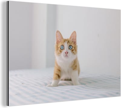 Wanddecoratie Metaal - Aluminium Schilderij Industrieel - Kitten - Blauw - Oranje - Meisjes - Kinderen - Jongens - Kind - 30x20 cm - Dibond - Foto op aluminium - Industriële muurdecoratie - Voor de woonkamer/slaapkamer