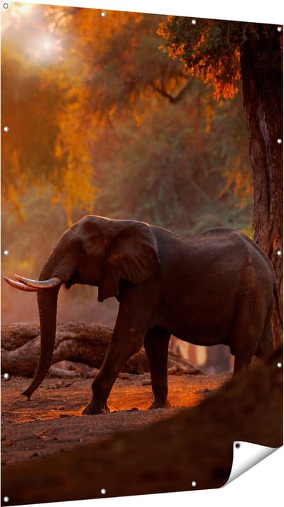Gards Tuinposter Olifant in het Bos - 120x180 cm - Tuindoek - Tuindecoratie - Wanddecoratie buiten - Tuinschilderij
