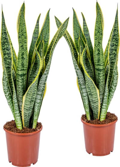 Bloomique - Set van 2 - Sansevieria Laurentii - Vrouwentong - Kamerplanten - Luchtzuiverend - Zeer Gemakkelijk te Verzorgen - Hoogte 50-70 cm - Pot 17 cm