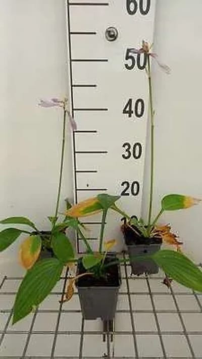 6x Hartlelie - Hosta 'Fort. Hyacinthina' | 9x9 cm pot