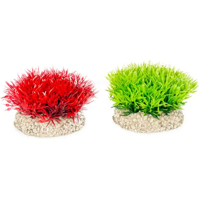 Aqua Della - Aquariumplanten (voeding) - Vissen - Plant Crystalwort Moss S - Height 5cm Gemengde Kleuren - 1st