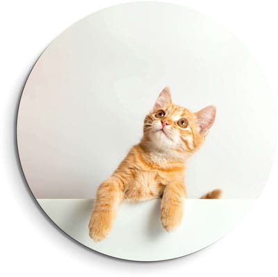 KitchenArt - Amber Curiosity – Muurcirkel Binnen - ø 40 cm - Wandcirkel - Mét Ophangsysteem - Wanddecoratie - Muurdecoratie
