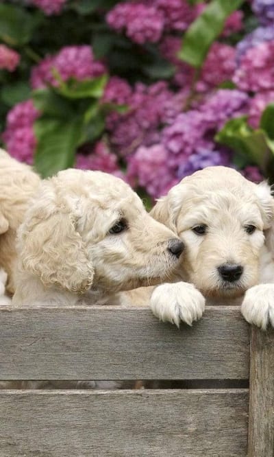 Fotobehang - Labrador Puppies 150x250cm - Vliesbehang