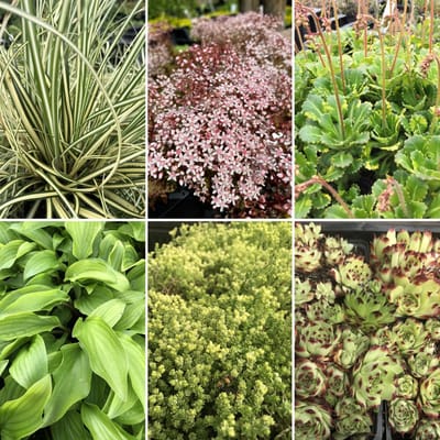 XL Rotstuin pakket vaste planten - 18 stuks - 3m2 - Half schaduw - P9 Pot (9 x 9cm) - Dima Vaste Planten