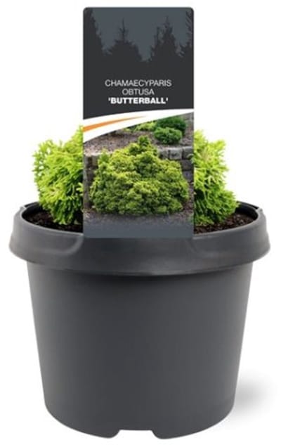 Arbustes de haie - Un ensemble 1 - Chamaecyparis obtusa 'Butterball' - (3L) 15-20 cm