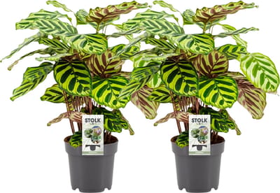 Plantenboetiek.nl | Calathea Makoyana | 2 stuks - Ø14cm - 35-45cm hoog - Kamerplant - Groenblijvend - Multideal