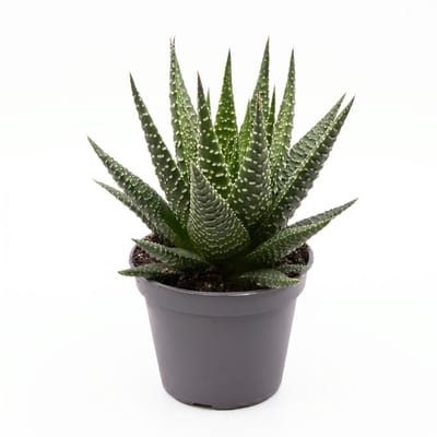 Haworthia Gasworthia - Mini vetplant - Potmaat 5,5 cm