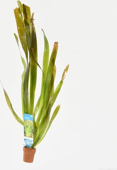 Moerings Vallisneria Giganthea | Reuze Moerasplant | In Bos met Loodje