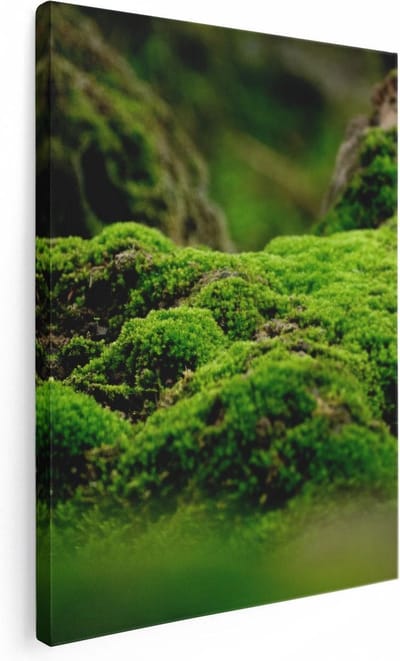 Artaza Canvas Schilderij Mos Op Boom - 30x40 cm - Klein - Wanddecoratie Bos - Muurdecoratie Natuur - Kamer Accessoires