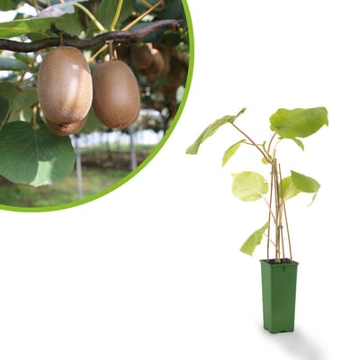 Kiwi Jenny – Zelfbestuivende Kiwiplant – Actinidia chinensis – Zoete Kiwi’s