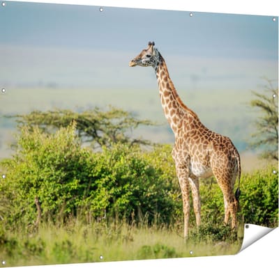 Gards Tuinposter Giraffe in het Wild tussen de Struiken - 150x120 cm - Tuindoek - Tuindecoratie - Wanddecoratie buiten - Tuinschilderij