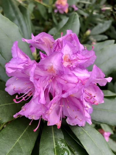 Rhododendron ponticum - Pontische rododendron 30-40 cm in pot