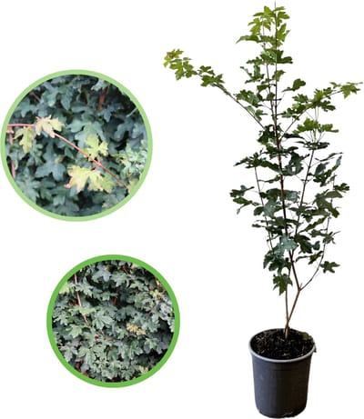Veldesdoorn / Spaanse aak 40-60 cm (in pot) - Acer campestre - Ø17 cm - inheemse plant - prachtige herfstkleuren - snelle groeier