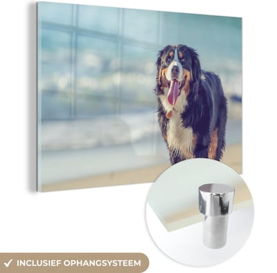 ® Glasschilderij 180x120 cm - Schilderij acrylglas - Een Berner Sennenhond loopt over het strand - Foto op glas - Muurdecoratie woonkamer - Wanddecoratie slaapkamer - Schilderijen