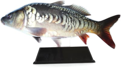 Vistrofee Real Fish Karper 20 cm - Prijs Viswedstrijd Karperwedstrijd Visprijs Wedstrijdprijzen Sportvissen Visprijzen Wedstrijdvissen Viswedstrijden Sportvisprijs Sportvisprijzen Visbokaal Vis Bokaal Beker Visbeker Wedstrijdbeker Visbeeld Beeldje He