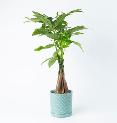BloomKado | Kamerplanten | Geldboompje | Pachira incl pot| 45cm | Ø 13 cm