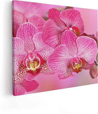 Artaza Canvas Schilderij Orchidee - 100x80 cm - Groot - Wanddecoratie Bloemen - Muurdecoratie Woonkamer - Schilderijen Op Canvas Roze