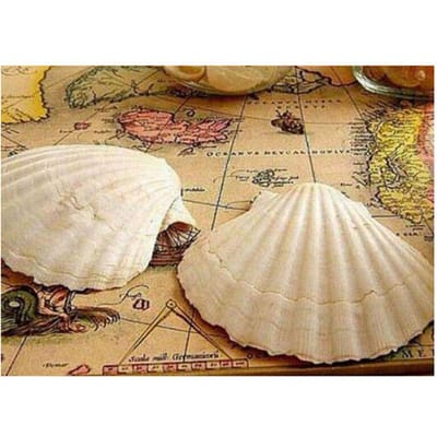 5D Diy Diamond Schilderen Cross Stitch Kit Volledige Cirkel Shell Kaart Borduren Strass Mozaïek Diamant 20X30CM beige