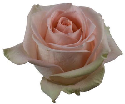 25x Rosa tiffany hit 60cm