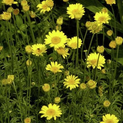 6 x Anthemis hybrida 'Kelwayi' - Kamille pot 9x9cm