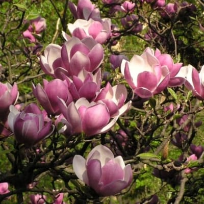Beverbloem (Magnolia Soulangeana) - Beverboom - Vaste planten - Snijbloemen - Voorjaarsbollen - bloeit in Maart / April