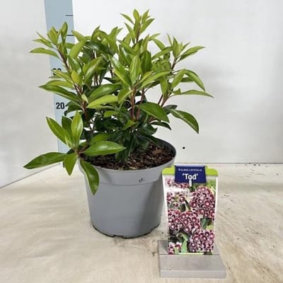 Plants Online BV - Planten - Tuinplanten - Heesters - Set van 1 - Kalmia latifolia 'Tad'