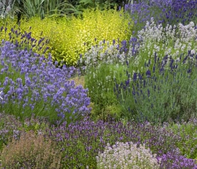 Tuinborder Geurende Border Modeste Herwig (60 planten) - Bijen-Vlinders - Geurend - Snijbloemen - Vaste planten - bloeit in Juni / Juli / Augustus