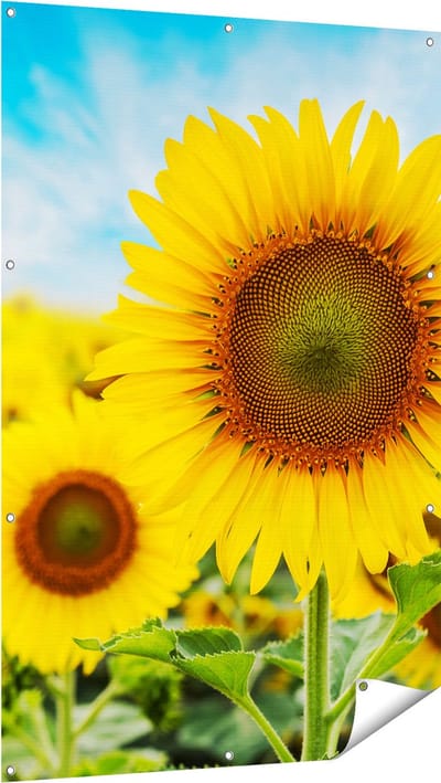 Gards Tuinposter Zonnebloemen Veld - 100x150 cm - Tuindoek - Tuindecoratie - Wanddecoratie buiten - Tuinschilderij