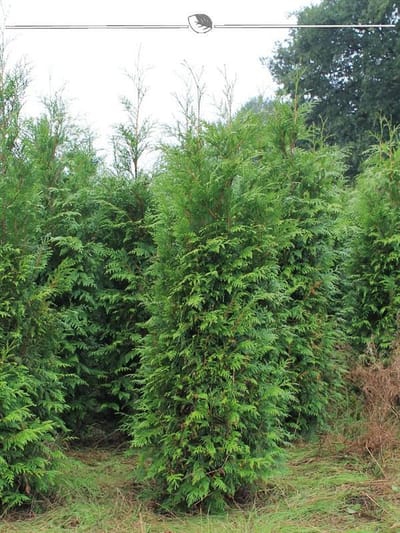 Levensboom Thuja plicata Atrovirens 100-120 cm, 12x Haagplant