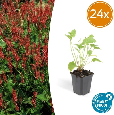 Tuinplantenshop.com | Persicaria amplexicaulis | 24 stuks - Ø9cm - 10-25cm hoog - Tuinplant